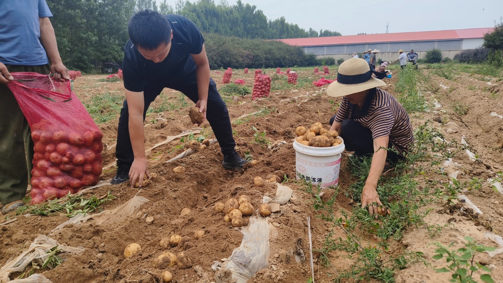方寸闲地变“金窝”!临沂市郯城县李庄镇尚庄一村第一书记巧种订单土豆助农增收